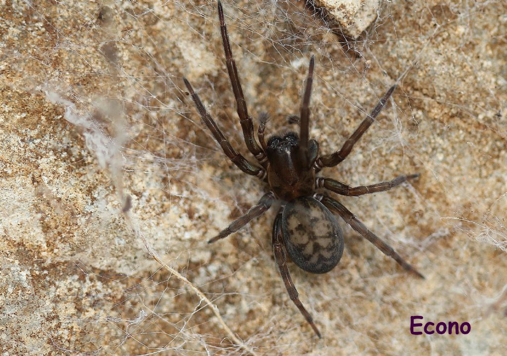 Amaurobius sp. - Savogna d''Isonzo (GO)